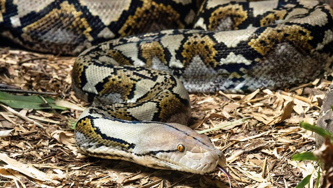Pria Di Sigi Tewas Ditelan Ular Piton 5 Meter Saat Rehat Di Kebun