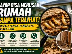 Rayap Bisa Merusak Rumah Tanpa Terlihat, Kenali Tanda-Tandanya Sejak Dini